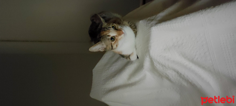 Tekir Kedi, Kedi  Yoda fotoğrafı