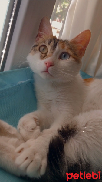 Tekir Kedi, Kedi  Ses fotoğrafı