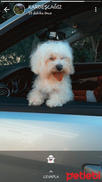 Maltese, Köpek  EROS fotoğrafı