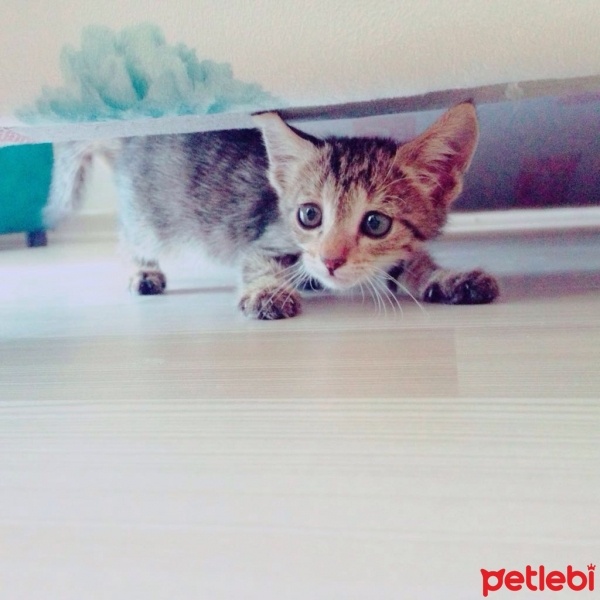 Tekir Kedi, Kedi  PITTO fotoğrafı