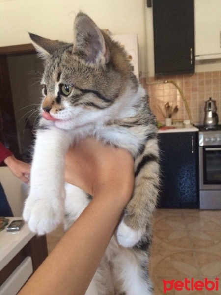 Tekir Kedi, Kedi  Moni fotoğrafı