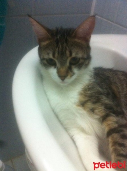 Tekir Kedi, Kedi  Moni fotoğrafı