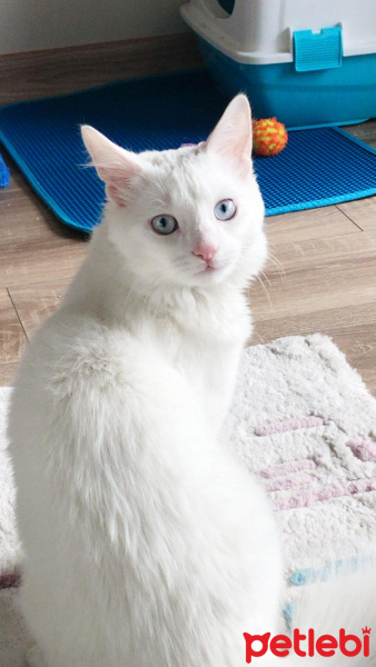 Van Kedisi, Kedi  Çikolatte fotoğrafı