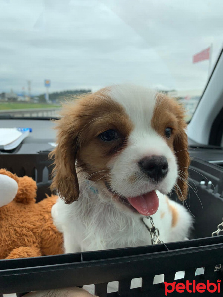 Cavalier King Charles Spanieli, Köpek  Barney fotoğrafı