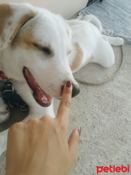 Labrador Retriever, Köpek  Mia fotoğrafı