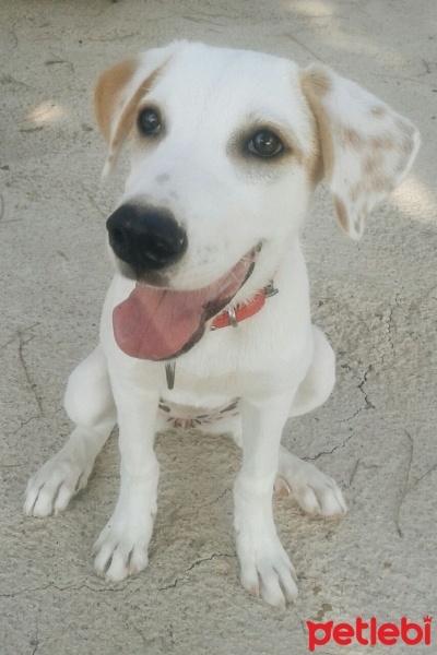 Labrador Retriever, Köpek  Mia fotoğrafı