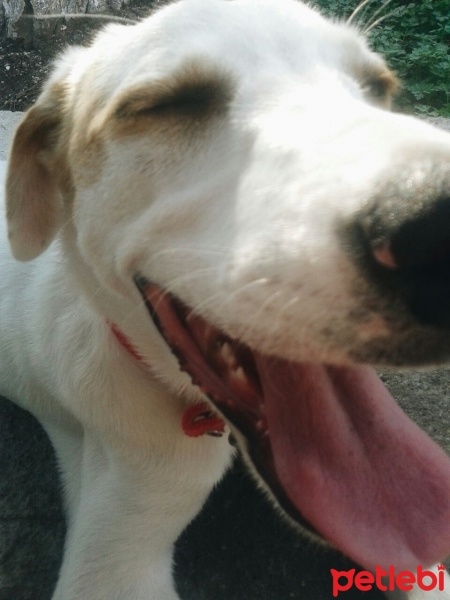 Labrador Retriever, Köpek  Mia fotoğrafı
