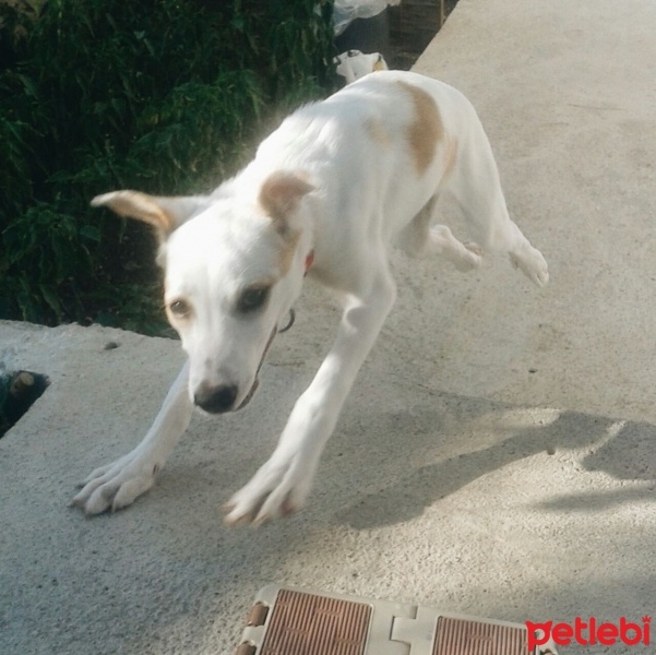 Labrador Retriever, Köpek  Mia fotoğrafı