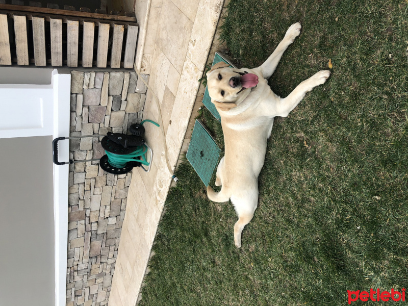 Labrador Retriever, Köpek  Pablo fotoğrafı