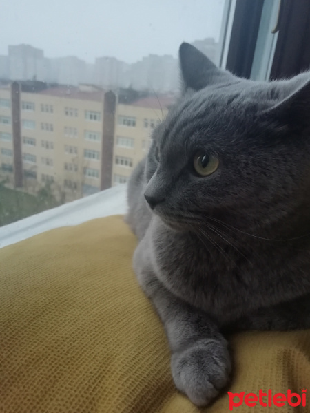 British Shorthair, Kedi  Yumak fotoğrafı