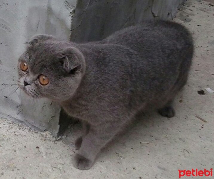 Scottish Fold, Kedi  paşa fotoğrafı