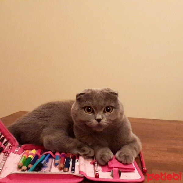 British Shorthair, Kedi  Cookie fotoğrafı