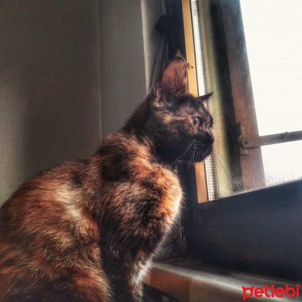 Van Kedisi, Kedi  Lilith fotoğrafı