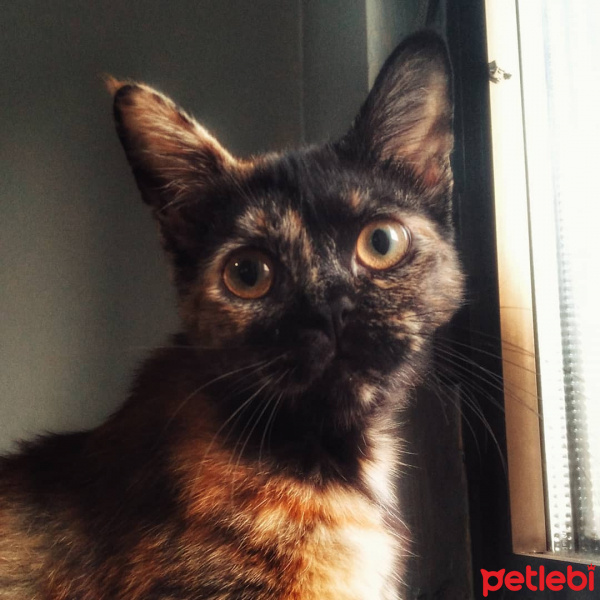 Van Kedisi, Kedi  Lilith fotoğrafı