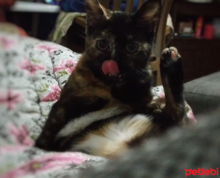 Van Kedisi, Kedi  Lilith fotoğrafı