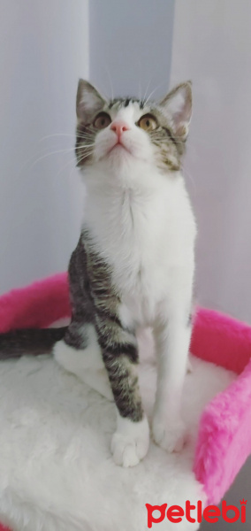 Tekir Kedi, Kedi  Ria fotoğrafı