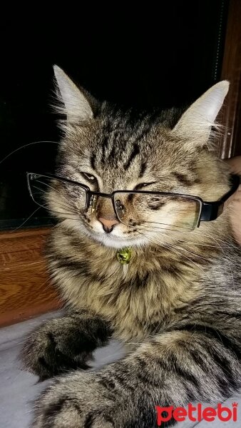 Norwegian Forest, Kedi  Leblebi fotoğrafı