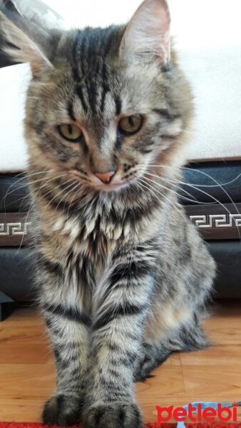 Norwegian Forest, Kedi  Leblebi fotoğrafı