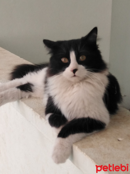 Tuxedo (Smokin) Kedi, Kedi  Tofita fotoğrafı