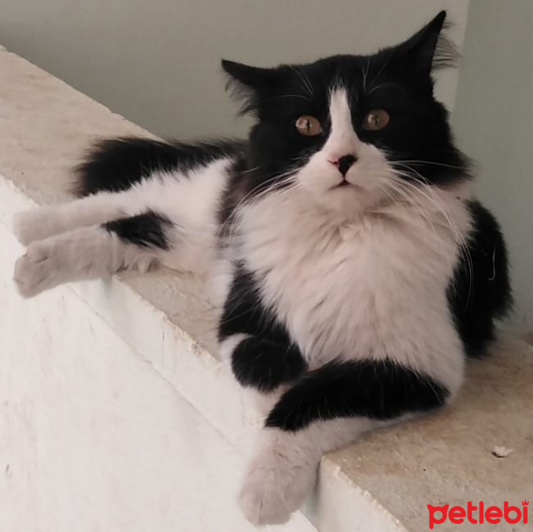 Tuxedo (Smokin) Kedi, Kedi  Tofita fotoğrafı