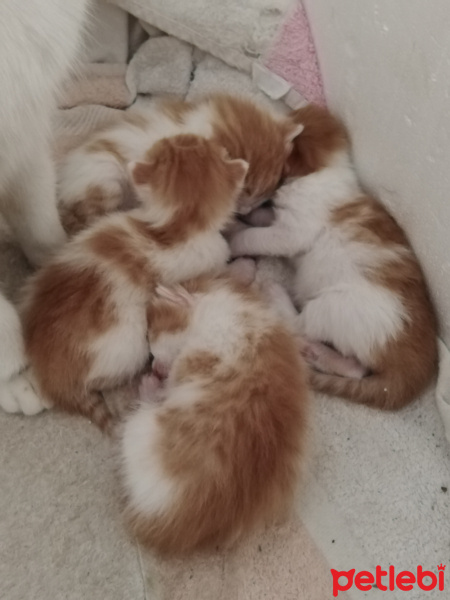 Sarman, Kedi  Bebiş fotoğrafı