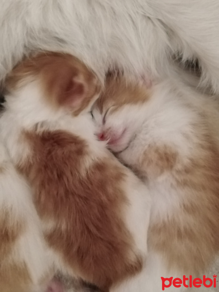 Sarman, Kedi  Bebiş fotoğrafı