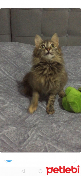 Norwegian Forest, Kedi  Lil fotoğrafı