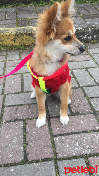 Pomeranyalı, Köpek  Tarçın fotoğrafı