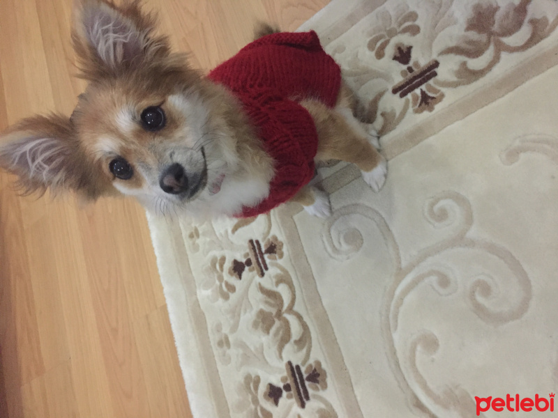 Pomeranyalı, Köpek  Tarçın fotoğrafı