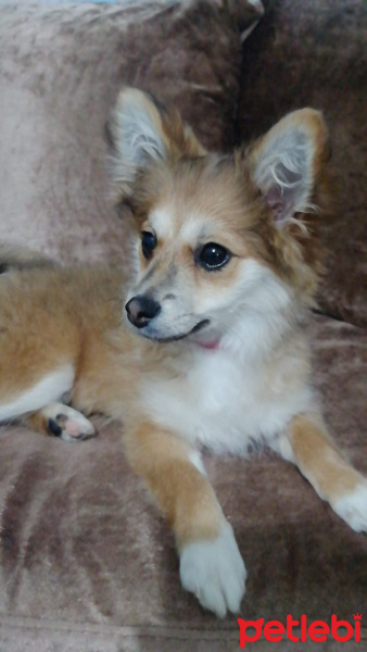 Pomeranyalı, Köpek  Tarçın fotoğrafı