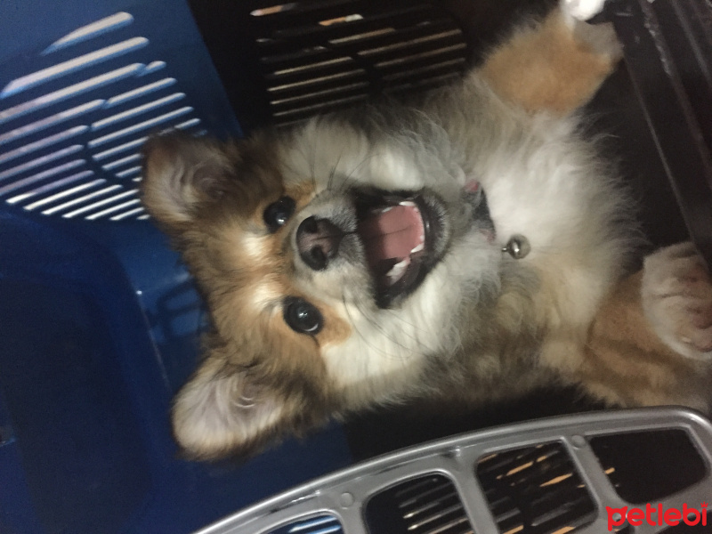 Pomeranyalı, Köpek  Tarçın fotoğrafı