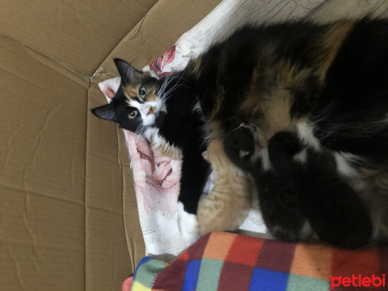 Norwegian Forest, Kedi  Pırıl fotoğrafı