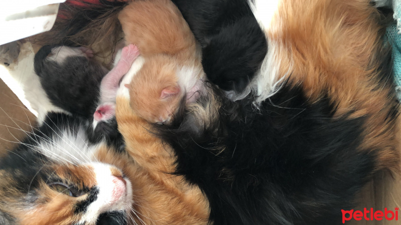 Norwegian Forest, Kedi  Pırıl fotoğrafı