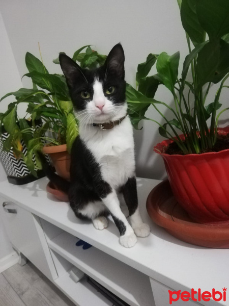 Tuxedo (Smokin) Kedi, Kedi  Zümrüt fotoğrafı