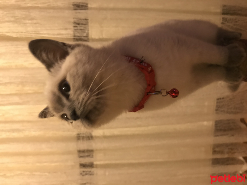 British Shorthair, Kedi  Küllü fotoğrafı