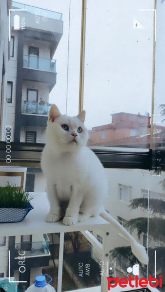 British Shorthair, Kedi  Ice fotoğrafı