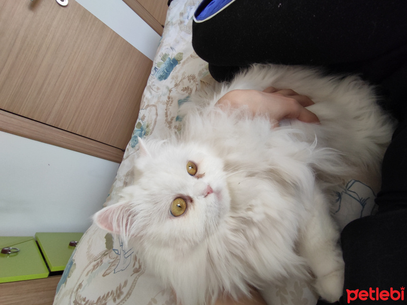 Chinchilla, Kedi  Ivy fotoğrafı