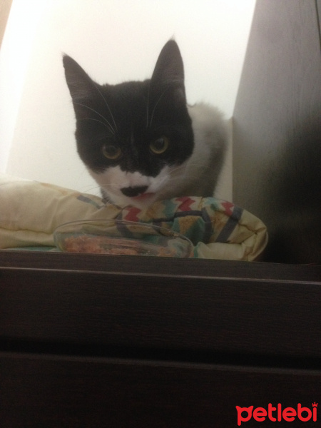 Tuxedo (Smokin) Kedi, Kedi  Adolfa-Lyly fotoğrafı