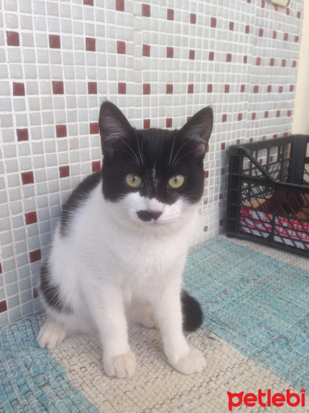 Tuxedo (Smokin) Kedi, Kedi  Adolfa-Lyly fotoğrafı