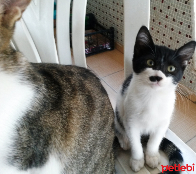 Tuxedo (Smokin) Kedi, Kedi  Adolfa-Lyly fotoğrafı