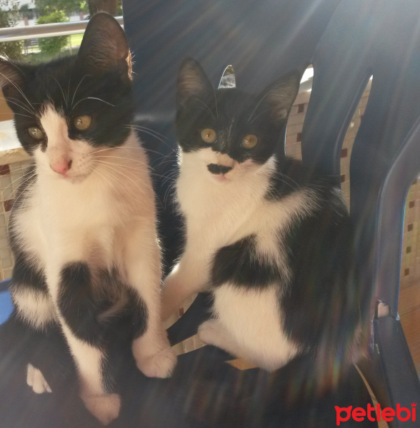 Tuxedo (Smokin) Kedi, Kedi  Adolfa-Lyly fotoğrafı