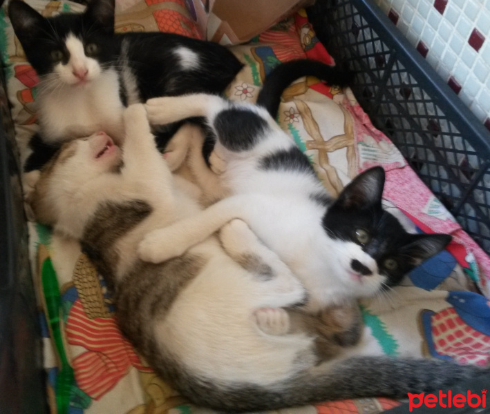 Tuxedo (Smokin) Kedi, Kedi  Adolfa-Lyly fotoğrafı