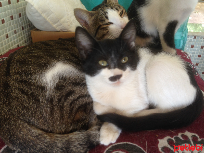 Tuxedo (Smokin) Kedi, Kedi  Adolfa-Lyly fotoğrafı