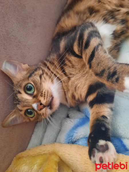 Soke, Kedi  Lina fotoğrafı