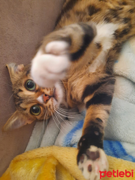 Soke, Kedi  Lina fotoğrafı