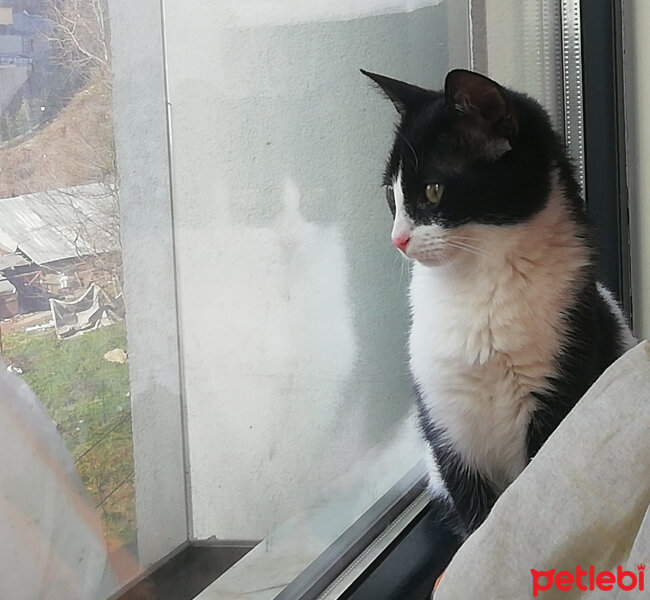 Tuxedo (Smokin) Kedi, Kedi  Sylvester fotoğrafı