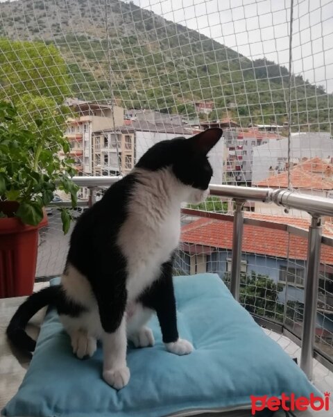 Tuxedo (Smokin) Kedi, Kedi  Sylvester fotoğrafı