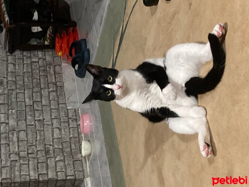 Tuxedo (Smokin) Kedi, Kedi  Sylvester fotoğrafı