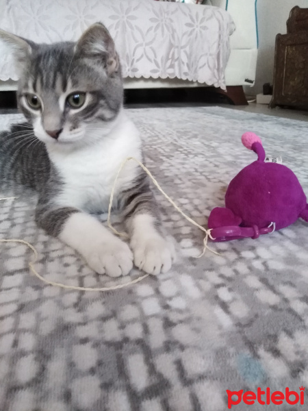 Scottish Fold, Kedi  Gümüş fotoğrafı