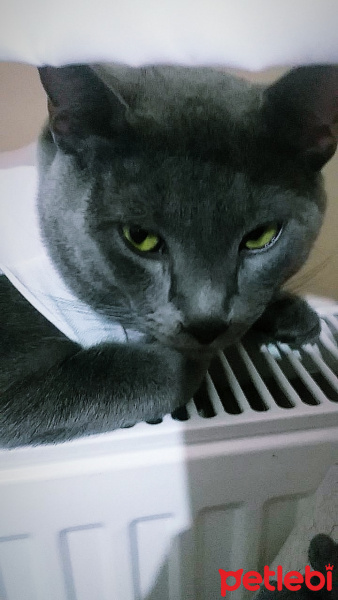 British Shorthair, Kedi  Duman fotoğrafı